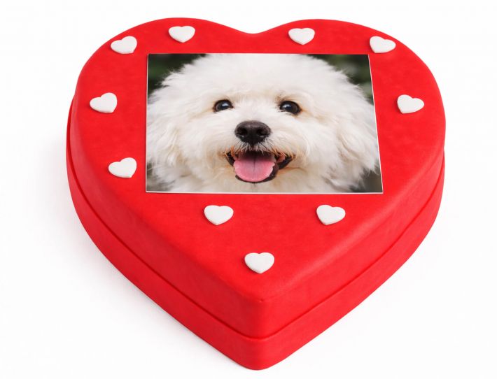 Rote Herz Fototorte mit Foto eines Bichon Frise Hundes als persoenliche Torte fuer Tierfreunde und Hundeliebhaber